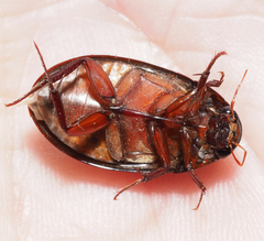 Hydrobiomorpha casta