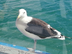 Larus dominicanus vetula
