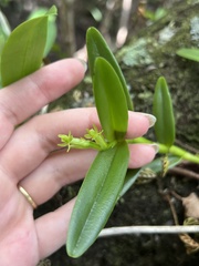 Epidendrum rigidum image