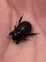 Dyscinetus morator