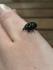 Dyscinetus morator
