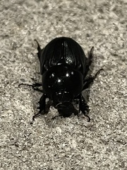 Dyscinetus morator