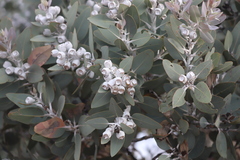Eucalyptus pleurocarpa