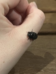 Dyscinetus morator