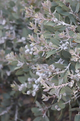 Eucalyptus pleurocarpa