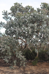 Eucalyptus pleurocarpa