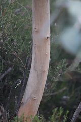 Eucalyptus pleurocarpa