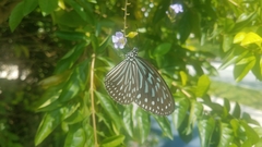 Ideopsis vulgaris macrina