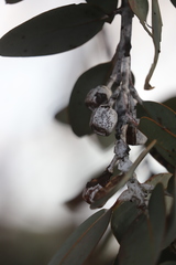 Eucalyptus pleurocarpa