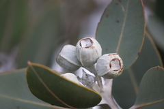 Eucalyptus pleurocarpa