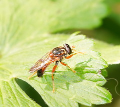 Odyneromyia illucens