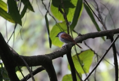 Terpsiphone bourbonnensis