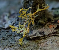 Polycauliona pollinarioides