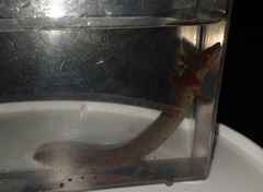 Necturus beyeri