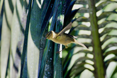 Phylloscopus canariensis canariensis