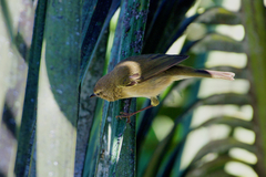 Phylloscopus canariensis canariensis