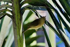 Phylloscopus canariensis canariensis