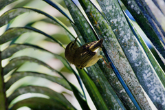 Phylloscopus canariensis canariensis
