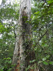 Libidibia paraguariensis