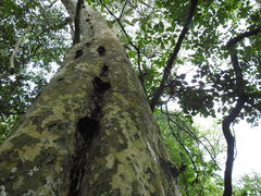 Libidibia paraguariensis