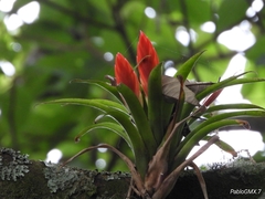 Tillandsia multicaulis