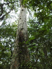 Libidibia paraguariensis