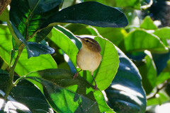 Phylloscopus canariensis canariensis