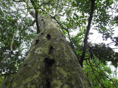 Libidibia paraguariensis