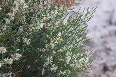 Hakea sulcata