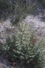 Hakea sulcata