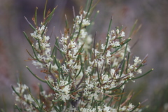 Hakea sulcata