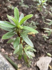 Rhododendron kanehirae