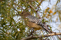 Melanerpes uropygialis