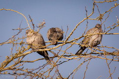 Streptopelia decaocto