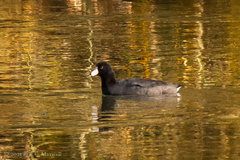 Fulica americana
