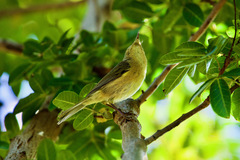 Phylloscopus canariensis canariensis