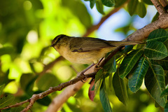 Phylloscopus canariensis canariensis