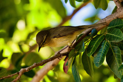 Phylloscopus canariensis canariensis