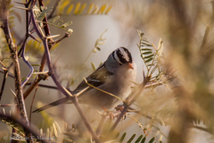 Zonotrichia leucophrys