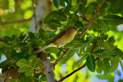 Phylloscopus canariensis canariensis