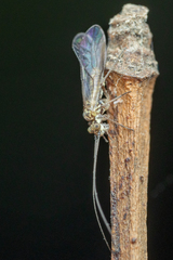 Dasydemella