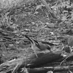 Garrulus glandarius japonicus