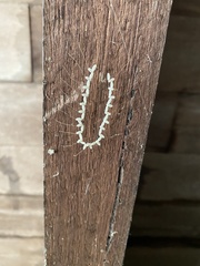 Nymphes
