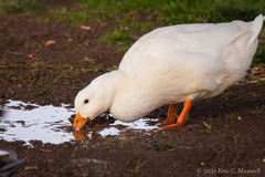Anas platyrhynchos domesticus