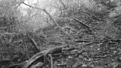 Garrulus glandarius japonicus