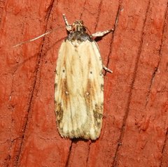 Agonopterix atrodorsella