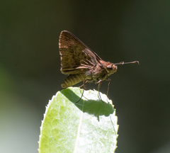 Psoralis stacara