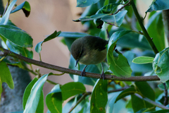 Phylloscopus canariensis canariensis