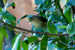 Phylloscopus canariensis canariensis