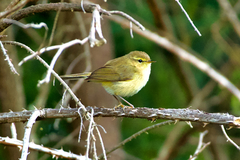 Phylloscopus canariensis canariensis